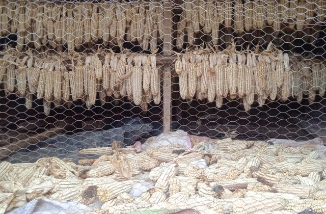 LESSONS FROM THE SHAMBA